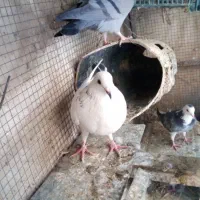 کبوترخانگی|پرنده|ابریشم, |دیوار