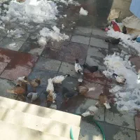 چهال عدد کبوترفروشی