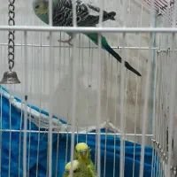 مرغ عشق و خروس میاطوری|پرنده|سنگر, |دیوار