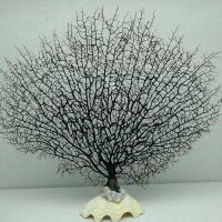 تزینات|ماهی|بندر کنگان, |دیوار