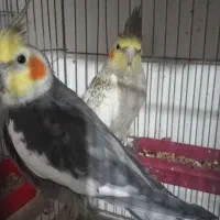 فروش یه جفت عروس هلندی و یه جفت کتوله