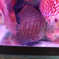 دیسکس|ماهی|اردبیل, |دیوار