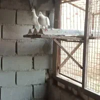 خطدار