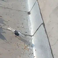 گمشده