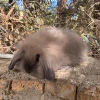 خرگوش لوپ نر