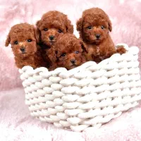 سگ پودل toy عروسکی ۶۱ روزه