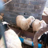 فروشی|حیوانات مزرعه|صوغان, |دیوار