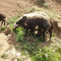 یک عدد قوچ|حیوانات مزرعه|نهاوند, |دیوار