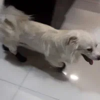 واگذاری سگ نژاد اشپیتز|سگ|شهریار, شهرک وائین|دیوار