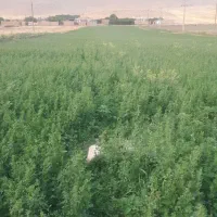 یونجه درجه یک بدون علف هرز خالص
