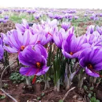 توزیع گل زعفران برای کشاورزان، تاجران وعزیزان
