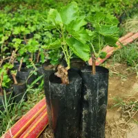 انواع نهال انگور گلدانی