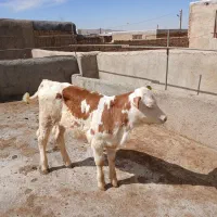 گوساله