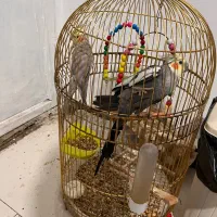 عروس هلندی|پرنده|مشهد, احمدآباد|دیوار