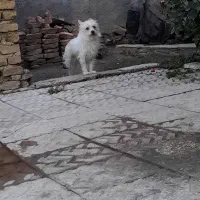 سگ پاکوتاه