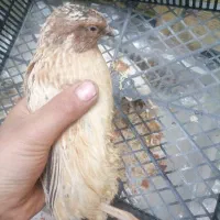 مرغ عشق بلدرچین فنچ