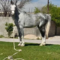 مادیان و اسب