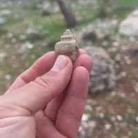 فسیل چند میلیون ساله