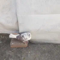 دو عدد کفتر پرشی