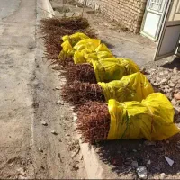 نهال زرشک|گل و گیاه طبیعی|ماهان, |دیوار