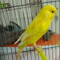 دوعدد قناری نرو ماده یک ساله.