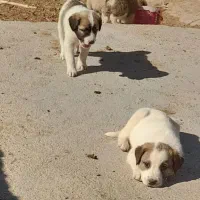 نر فروشی|سگ|شیروان (خراسان), |دیوار