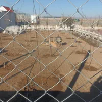 فروش زمین ۱۰۰۰ متری سند دارد تک با چک صیادی|فروش زمین و ملک کلنگی|اصفهان, ارزنان|دیوار