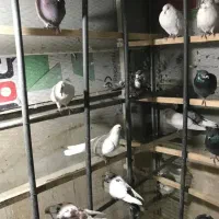 کبوتر تهرانی