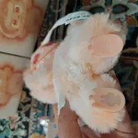 لبو بو اصل|اسباب‌‌بازی|شیراز, اصلاح‌نژاد|دیوار