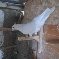 ماده دم الماسی|پرنده|شیراز, شهرک پردیس|دیوار