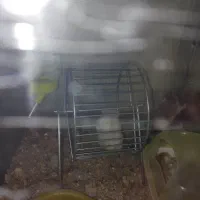 همین های زیبا و آرام .دستی|موش و خرگوش|تهران, والفجر (افسریه)|دیوار