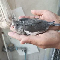 عروس هلندی|پرنده|شیراز, کفترک|دیوار