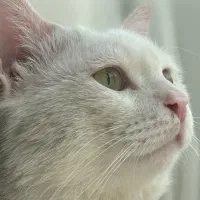 واگذاری خوشگل ترین گربه