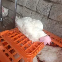 5عدد مرغ گوشتی