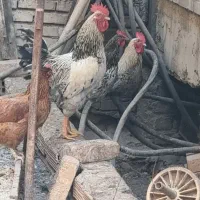 خروس|حیوانات مزرعه|رباطکریم, شهرک صنعتی نصیرآباد|دیوار