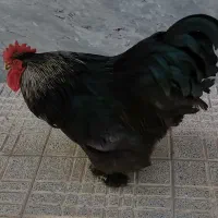 خروس سیاه برهما