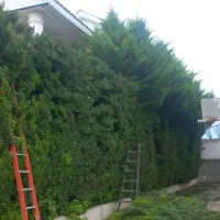 هرس کاری و سم پاشی با دستگاه وعلف تراشی با ۱۱سال|خدمات باغبانی و درختکاری|چمستان, |دیوار