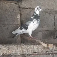 کبوتر پلاکی