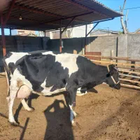 گاو هلشتاین شیری|حیوانات مزرعه|آق قلا, |دیوار