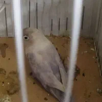 کوتوله ماده|پرنده|یزد, |دیوار