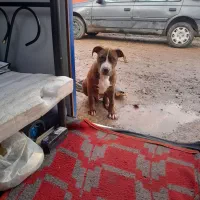 واگذاری سگ پیت بل وسدوعددپاکوتاه