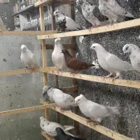 کبوتریکجایی|پرنده|قائم‌شهر, |دیوار