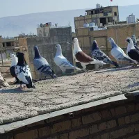 دسته رنگی 40 تایی|پرنده|مرودشت, ژیان|دیوار