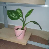 قلمه دیفن باخیا