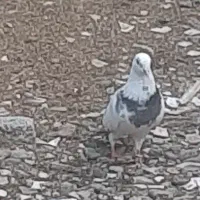 کبوتر گمشده