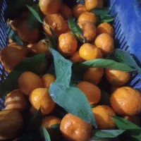 باسلام نارنگی محلی