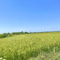 6000 هزار متر زمین کشاورزی سنددار