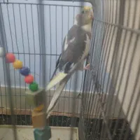 عروس هلندی|پرنده|خرمدره, |دیوار