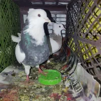 کبوتر طوقی|پرنده|فولادشهر, B2|دیوار