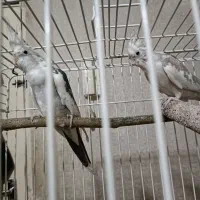 جفت عروس هلندی|پرنده|تهران, نازی‌آباد|دیوار